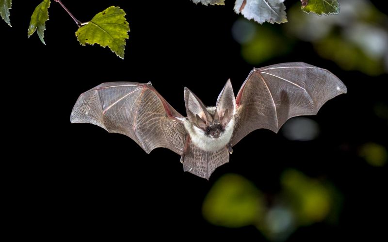 Health Risks Associated With Birds And Bats On Your Property