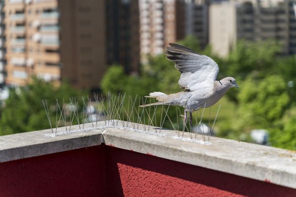 Grow your Bird Proofing business
